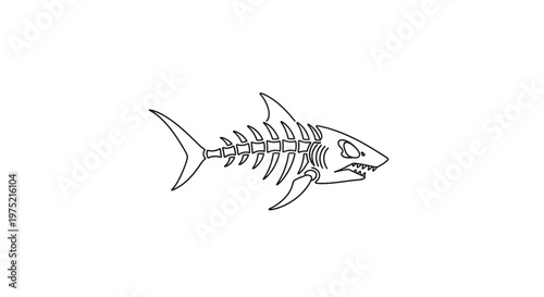 Shark Skeleton Outline Drawing Isolated on White Background