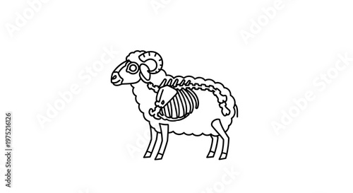 Sheep Skeleton and Organs Outline Illustration - Veterinary Anatomy