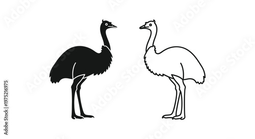 Emus vs Ostriches: Flightless Bird Comparison Guide Vector