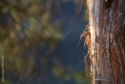 Tree trunk background with blurred bokeh dark unfocused copy space