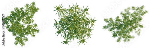 Tableau sur toile Sedum lineare tree plan, top view, cutout, transparent background, isolate, Lush