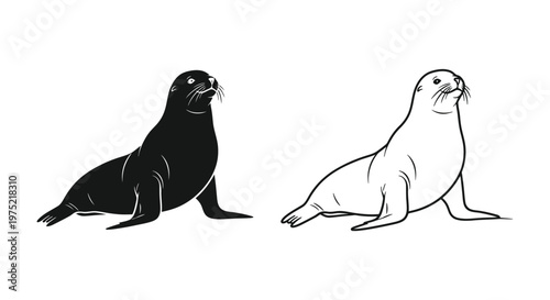 Sea Lions Comparison: Black vs Light Fur Vector