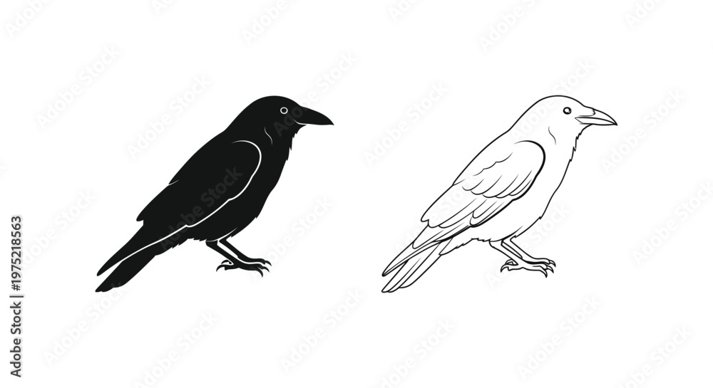 Obraz premium Black and White Crow Birds Illustration Guide Vector