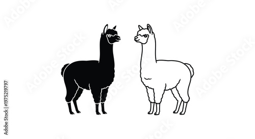 Alpaca vs Llama: Distinctive Animal Comparison Guide Vector