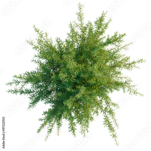 Cuadro en lienzo Baeckea virgata tree plan, top view, cutout, transparent background, isolate, Lu