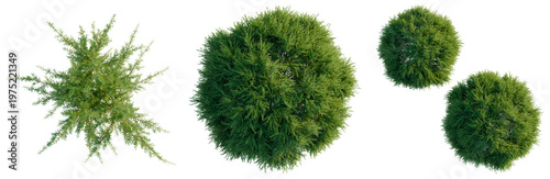Photos Baeckea virgata tree plan, top view, cutout, transparent background, isolate, Detailed close-up of a vibrant green juniper bush with intricate needle-like foliage, perfect for nature themes