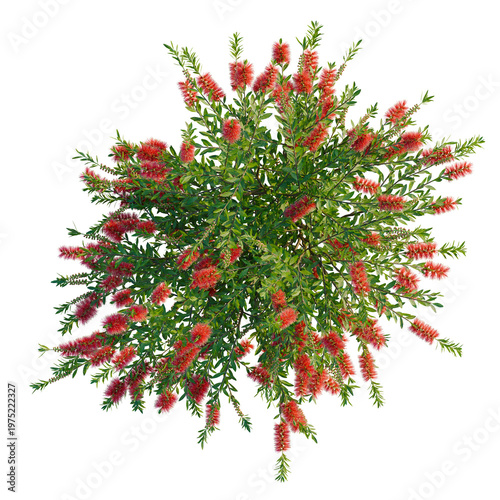 Foto Callistemon citrinus tree plan, top view, cutout, transparent background, isolate, Detailed view of a vibrant red bottlebrush flower, a beautiful Australian native plant