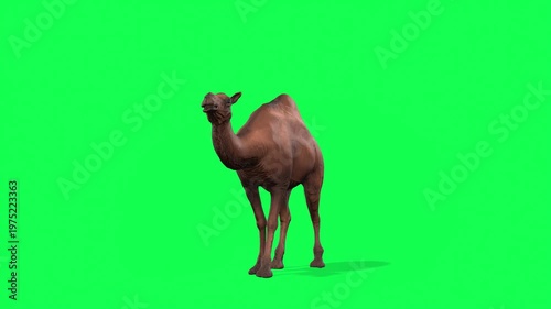4k Arabian camel idle stand loop front view animation on isolated Green Screen Animal, 3D Realistic one-humped Dromedary camel attention standing rendering on the chroma key