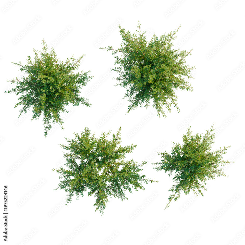 Fototapeta premium Baeckea virgata tree plan, top view, cutout, transparent background, isolate, Detailed close-up of lush green fern leaves, nature's textures, rich color palette, botanical design