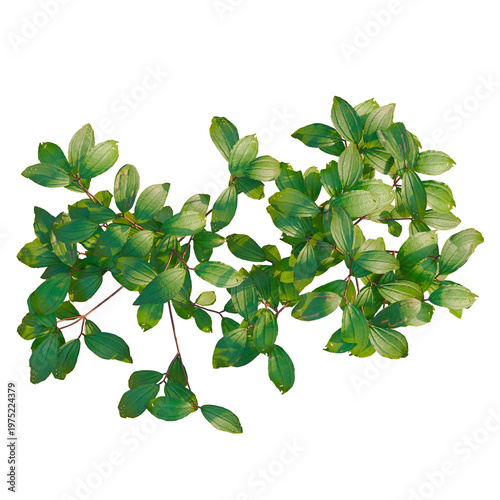 Melastoma affine tree plan, top view, cutout, transparent background, isolate, Vibrant green leaf close-up, intricate vein details, nature macro photography, botanical texture