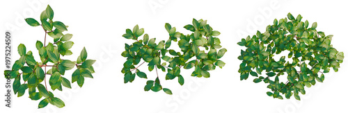 Melastoma affine tree plan, top view, cutout, transparent background, isolate, Green plant branch close-up, detailed leaf texture, natural foliage, vibrant colors, botanical details