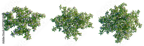 Melastoma affine tree plan, top view, cutout, transparent background, isolate, Vibrant Green Foliage Branch with Dew Drops - Detailed Macro Photography for Nature Themes