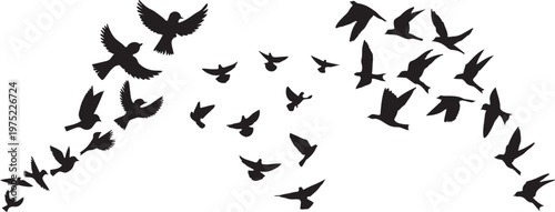 Soaring Silhouettes: A flock of birds, rendered in striking black silhouettes, takes flight against an open expanse. Evokes a sense of freedom, movement, and the beauty of nature.png