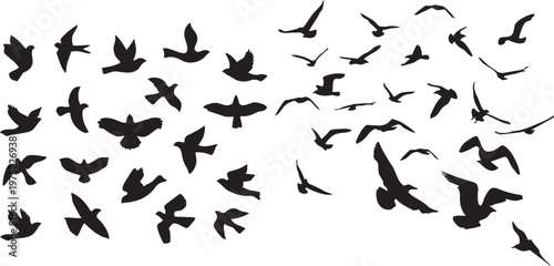 Flight of Freedom: A flock of birds takes flight against a crisp backdrop. It's a striking silhouette of freedom, showcasing the beauty of movement and the allure of the open sky.png