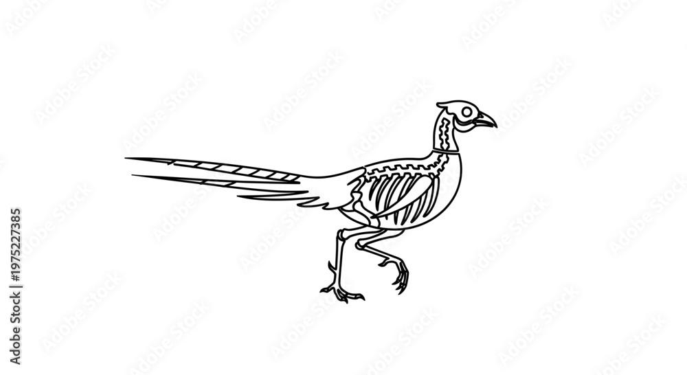 Obraz premium Pheasant Skeleton Anatomy Illustration, Bird Bone Structure, Scientific Drawing