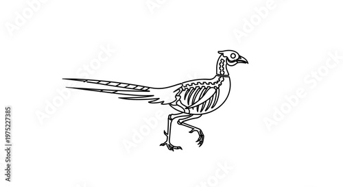 Pheasant Skeleton Anatomy Illustration, Bird Bone Structure, Scientific Drawing