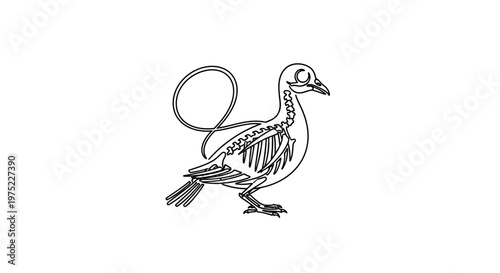 Pigeon Skeleton with a Loop Tail - Anatomical Illustration