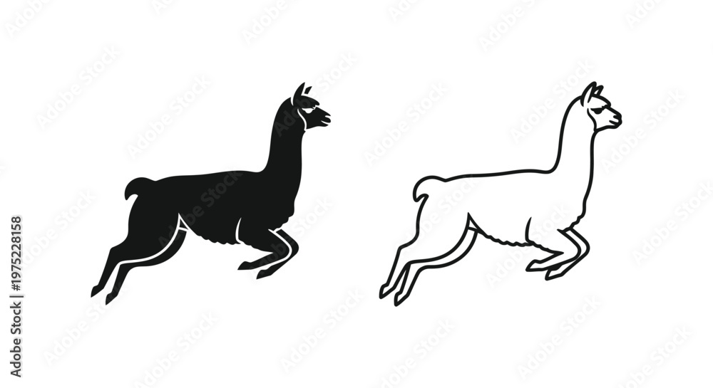 Fototapeta premium Llama vs Alpaca: Unique Camelid Comparison Guide Vector