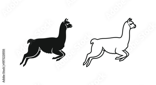 Llama vs Alpaca: Unique Camelid Comparison Guide Vector