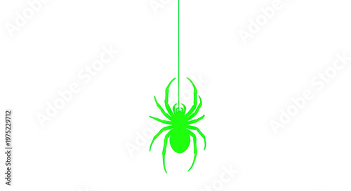 Green Spider Hanging on Silk Thread Isolated on White Background