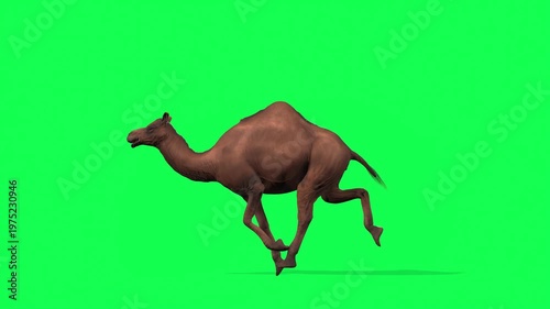 4k Arabian camel run cycle loop side view animation on isolated Green Screen Animal, 3D Realistic one-humped Dromedary camel running rendering on the chroma key, animation video for your rhymes