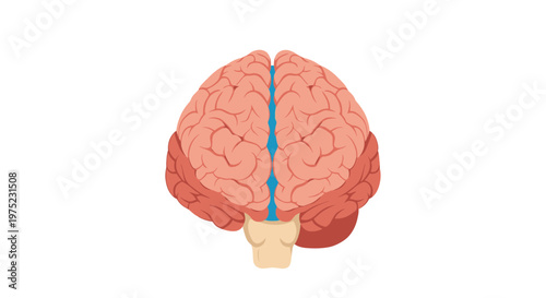 Top view of human brain, medical illustration