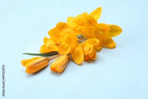 Beautiful orange crocus flowers on light blue background, closeup