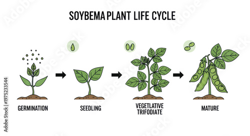 Soybean Plant Life Cycle Illustration: Germination, Seedling, Vegetative, Mature Growth