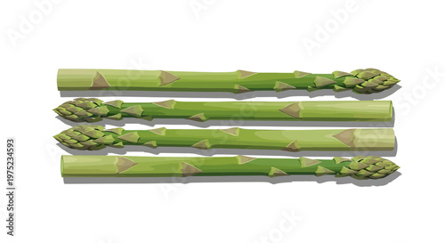 Fresh Green Asparagus Spears Vector Illustration