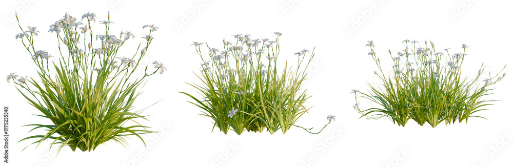 Obraz premium Dietes grandiflora tree, elevation, front view, cutout, transparent background, isolate, Beautiful Purple Iris Flowers Blooming in Springtime, Delicate Floral Photography