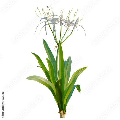 Foto Hymenocallis littoralis tree, elevation, front view, cutout, transparent background, isolate, Close-up of a vibrant green plant with detailed leaves and a central stem, natural beauty
