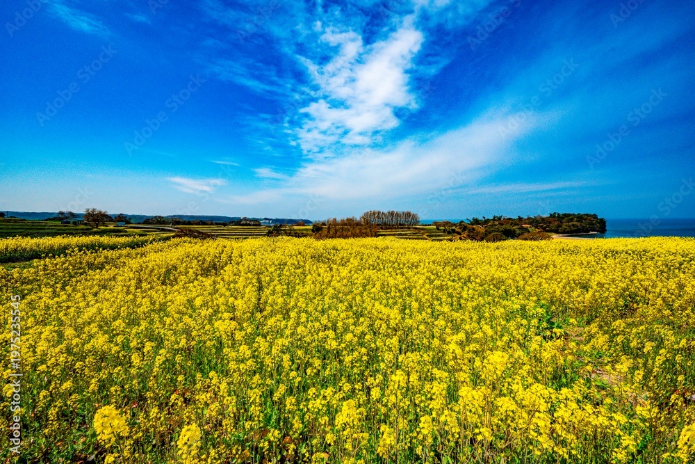Obraz premium 長崎鼻の菜の花