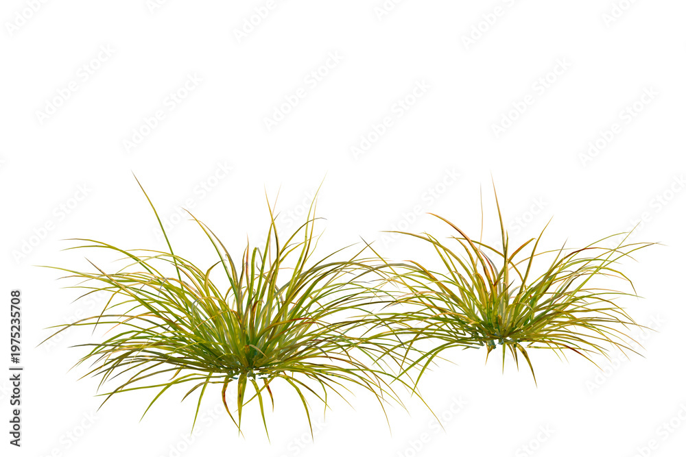 Fototapeta premium Lomandra fluviatilis tree, elevation, front view, cutout, transparent background, isolate, Delicate grassy plant with detailed textures and green shades, studio shot, nature close-up