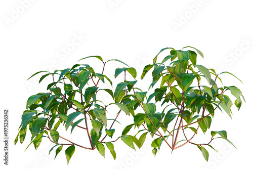 Melastoma affine tree, elevation, front view, cutout, transparent background, isolate, Vibrant Green Vine with Red Stems, Detailed Botanical Illustration for Nature Designs