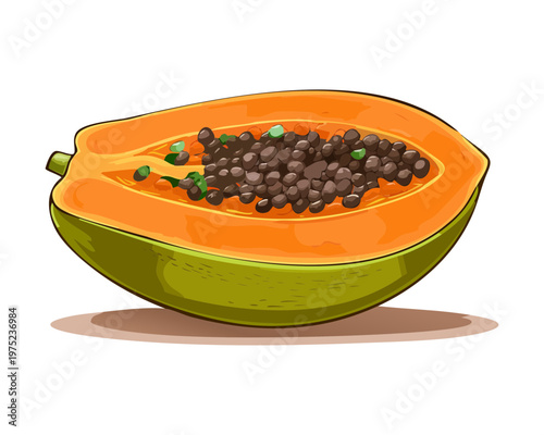 Sweet fresh papaya fruit sliced in half showing dark seeds and orange pulp for healthy organic food lifestyle - Vector Illustration