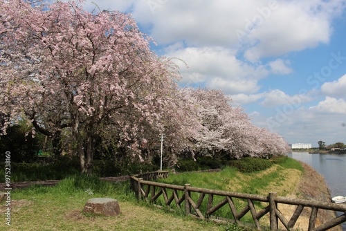 権現堂川の桜並木