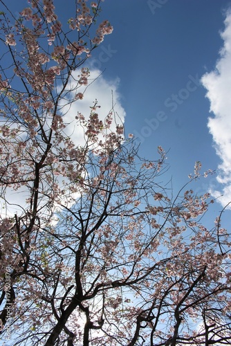 葉桜と青空