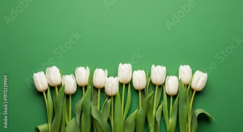 White tulips on green background