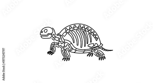 Turtle Skeleton Outline: Anatomical Illustration of Reptile Bones and Shell