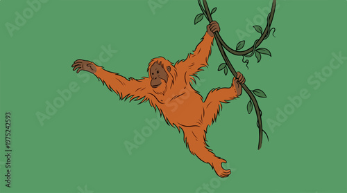 Orangutan Hanging from Tree Branch.