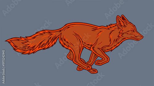 Red Fox in Motion Running.