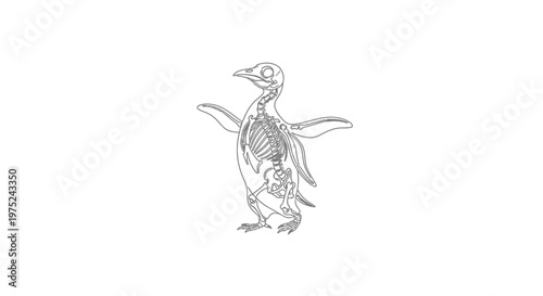 Penguin Skeleton Anatomy Illustration - Front View