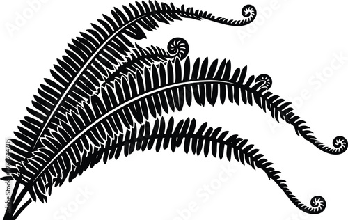 Natural fern leaf fronds illustration with curled botanical elements.