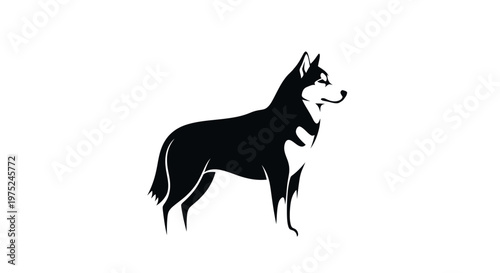 Silhouette of a black and white husky dog standing, isolated on white background.