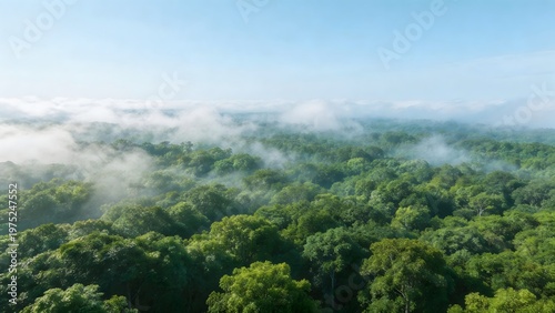 Aerial view of dense forest with mist