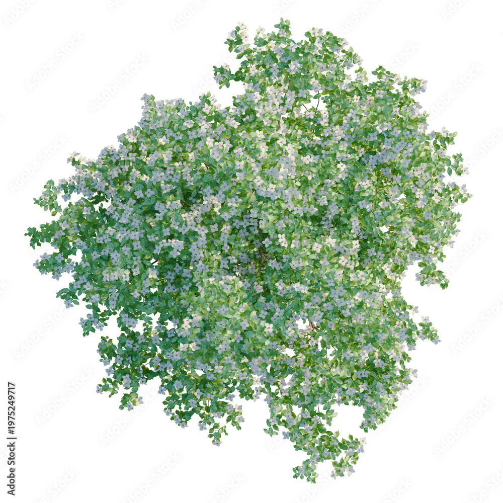 Obraz premium Cornus kousa chinensis tree plan, top view, cutout, transparent background, isolate, Detailed Green Tree Branch with Leaves - Nature Element for Design and Backgrounds