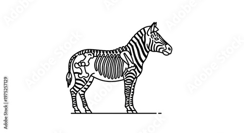 Zebra Skeleton Anatomy Illustration - Side View