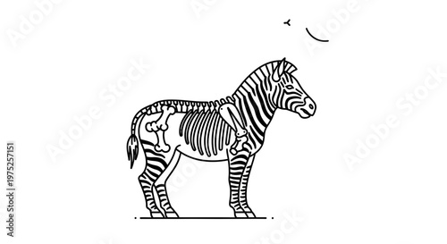 Zebra Skeleton Anatomy Illustration - Striking Black and White Line Art