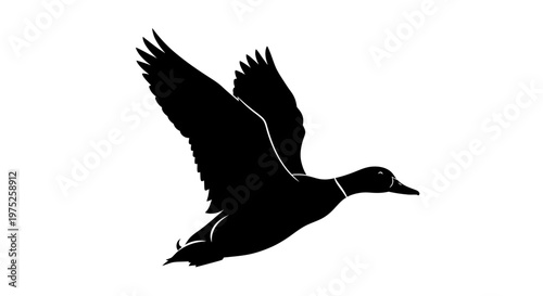 Silhouette of a mallard duck flying with wings spread against a white background