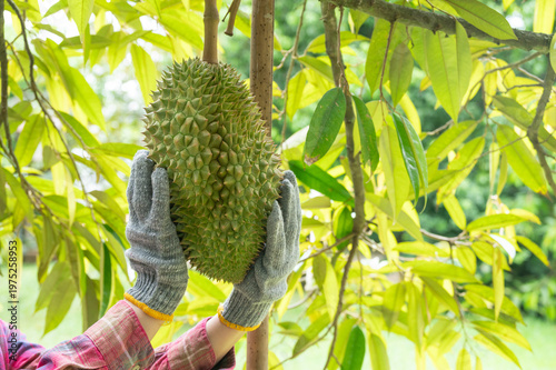 Cropped shot view of farmer hands touching a durian before harvesting. Durian is a Southeast Asian fruit that's most popular in Thailand.